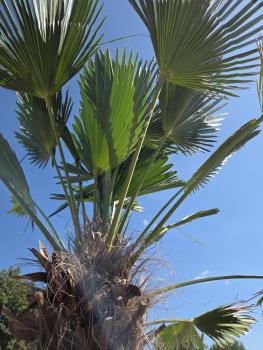 Preview: Winterharte Hanfpalme Trachycarpus Wagnerianus 290 cm ↑ genau diesen im Bild ↑ Nr.16-8