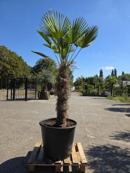 Hanfpalme-Trachycarpus-Wagnerianus-16-10