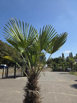 Preview: Winterharte Hanfpalme Trachycarpus Wagnerianus 200 cm ↑ genau diesen im Bild ↑ Nr.16-10