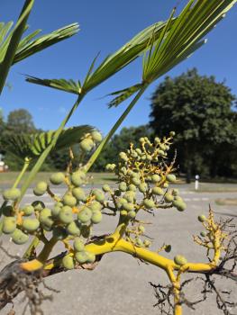 Preview: Winterharte Hanfpalme Trachycarpus Wagnerianus 200 cm ↑ genau diesen im Bild ↑ Nr.16-10