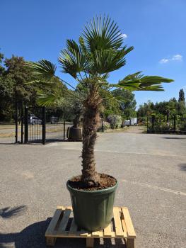 Hanfpalme-Trachycarpus-Wagnerianus-16-11
