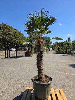 Hanfpalme-Trachycarpus-Wagnerianus-16-12