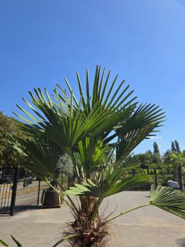 Preview: Winterharte Hanfpalme Trachycarpus Wagnerianus 190 cm ↑ genau diesen im Bild ↑ Nr.16-12
