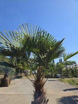 Preview: Winterharte Hanfpalme Trachycarpus Wagnerianus 205 cm ↑ genau diesen im Bild ↑ Nr.16-14