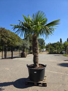 Trachycarpus-Fortunei-16-15