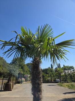 Preview: Winterharte Hanfpalme Trachycarpus Fortunei 270 cm - genau diesen - Nr.16-15