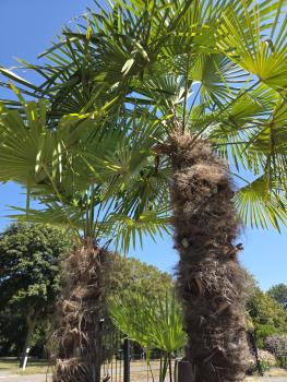 Preview: Winterharte Hanfpalme Trachycarpus Fortunei 270 cm - genau diesen - Nr.16-16