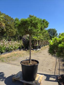 Pinus-nigra-Pierrick-Bregeon---Nr-P2