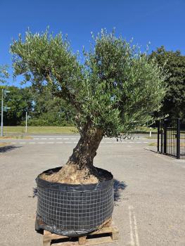 Preview: Olivenbaum Hojiblanca 300 cm -  (ca. 150 Jährig) Mega Olivenbaum Nr.171
