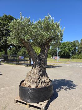 Preview: Olivenbaum Hojiblanca 270 cm -  (ca. 270 Jährig) Mega Olivenbaum Nr.172