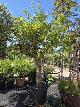 Granatapfel-Baum-kaufen-von-260cm-Punica-granatum-Nr-6-23-4092