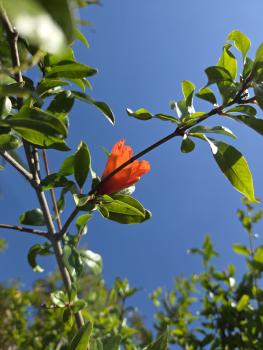 Preview: ↑ Sie erhalten genau diesen Granatapfel Baum ↑ 260cm ´Punica granatum´.