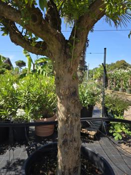 Preview: ↑ Sie erhalten genau diesen Granatapfel Baum ↑ 260cm ´Punica granatum´.