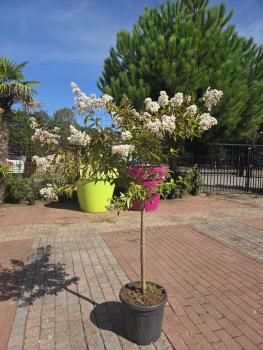 Lagerstroemia-indica-pink-nr.1