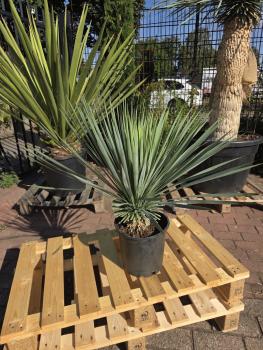 Yucca-Rostrata-1