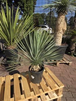 Yucca-Rostrata-2