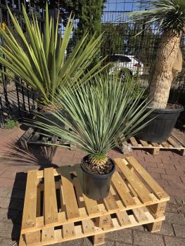 Yucca-Rostrata-4