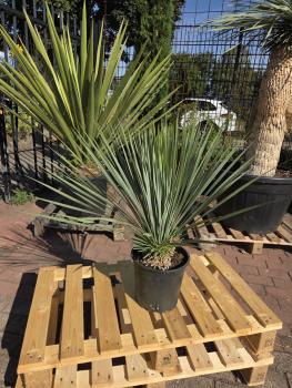 Yucca-Rostrata-5