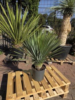 Yucca-Rostrata-6