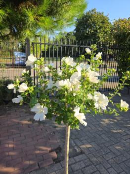 Hibiskus Kugelstämmchen - 80cm Stamm - weiß