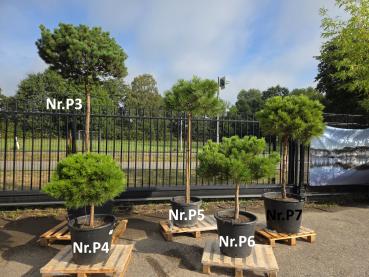 Preview: Pinus mugo 'Mops' Kugelkiefer als hochstamm - 170 cm Stammhöhe - Nr.P3