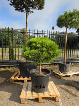 Pinus-nigra-Pierrick-Marie---Nr-P4