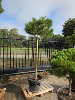 Pinus-nigra-Pierrick-Bregeon---Nr-P5