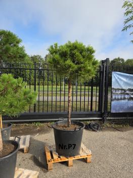 Pinus-nigra-Pierrick-Bregeon---Nr-P7