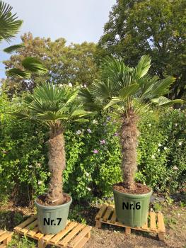 Winterharte Hanfpalme Trachycarpus Wagnerianus 260 cm ↑ genau die Nr.6 im Bild.