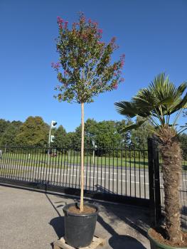 Preview: Lagerstroemia Indica 390 cm - Blüte Magenta pink -  Kräuselmyrten Nr.2