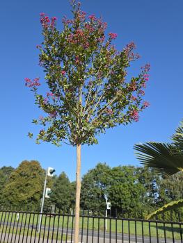 Lagerstroemia-indica-Nr2