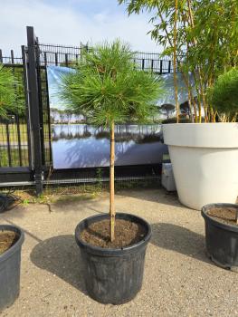 Pinus-nigra-Pierrick-Bregeon---Nr-8