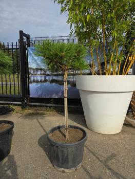 Pinus-nigra-Pierrick-Bregeon---Nr-10
