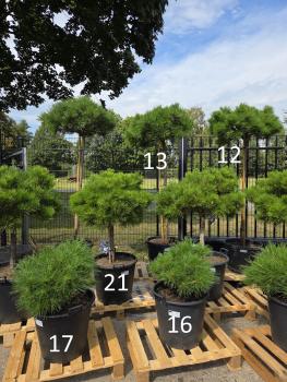 Pinus nigra Pierrick Bregeon®  70 cm - genau den im Bild mit der Nr.16