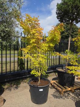 Roter-Faecherahorn-Acer-Palmatum-Sangokaku-Nr-5