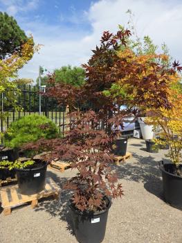 Preview: Roter Fächerahorn 185 cm - A.Palmatum Bloodgood Nr.1