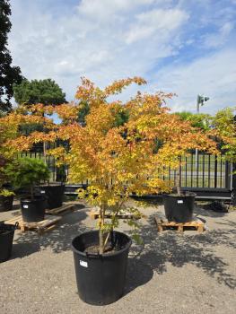 Roter-Faecherahorn-Acer-Palmatum-Sangokaku-Nr-2