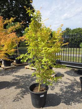 Roter-Faecherahorn-Acer-Palmatum-Sangokaku-Nr-4