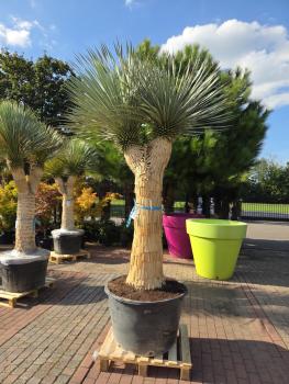 Yucca-Rostrata7