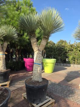 Yucca-Rostrata-1
