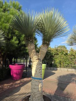 Preview: Yucca Rostrata 285 cm 2 fach verzweigt -  genau die mit der Nr.1 im Bild.