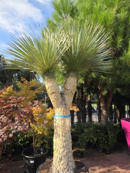 Preview: Yucca Rostrata 275 cm 2 fach verzweigt -  genau die mit der Nr.2 im Bild.