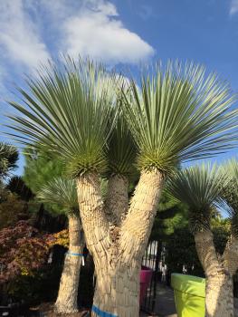 Preview: Yucca Rostrata 285 cm 3 fach verzweigt -  genau die mit der Nr.4 im Bild.