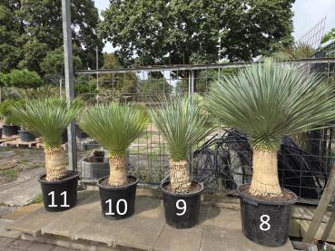 Yucca Rostrata Nr.9