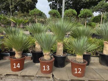 Yucca Rostrata 90 cm - genau den mit der Nr.13
