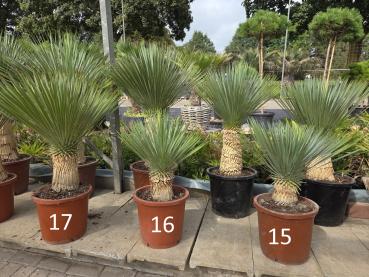 Yucca-Rostrata-15