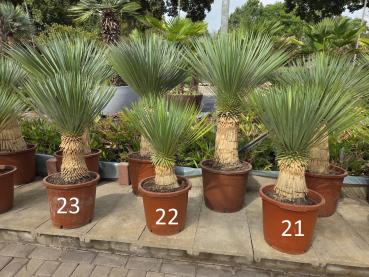 Yucca-Rostrata-22