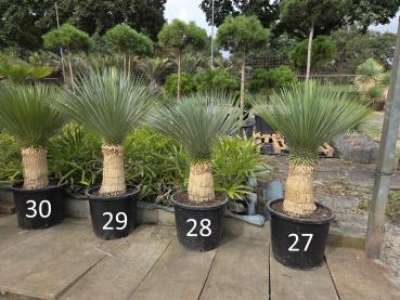 Yucca-Rostrata-Nr-27