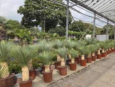 Preview: Yucca Rostrata kaufen www.plantaplaza.de