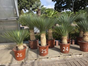 Yucca-Rostrata-24